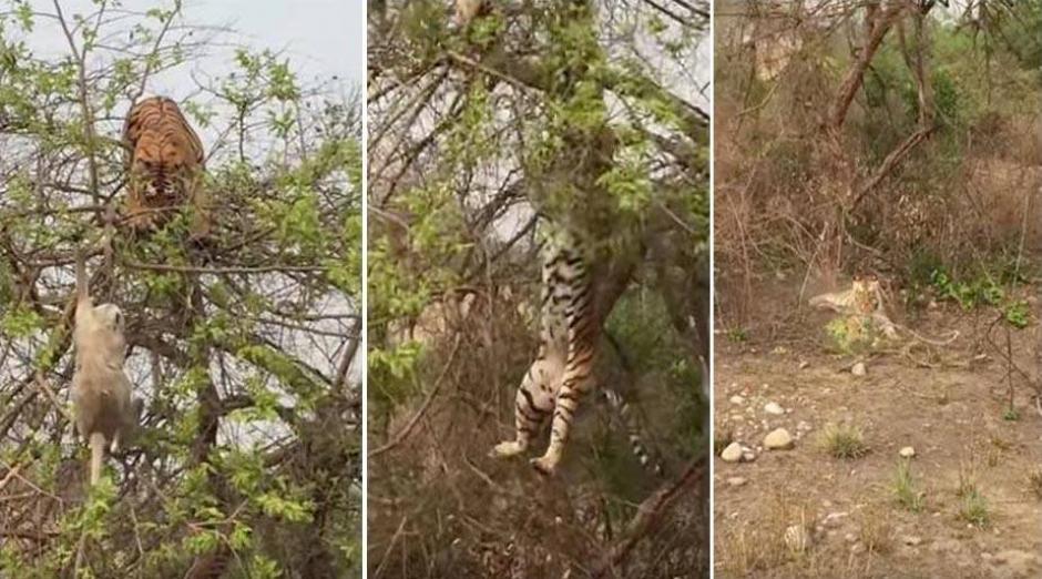 Un mono se salv&oacute; de ser atrapado por un tigre que se enred&oacute; en un &aacute;rbol. (Foto: Captura de YouTube)