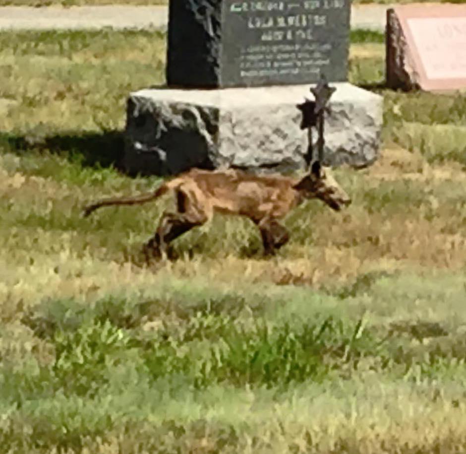 Un extra&ntilde;o animal apareci&oacute; en el cementerio, por lo que fue bautizado como el "perro zombie". (Foto: Facebook)