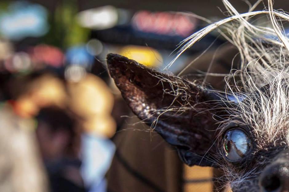 Sweepee Rambo es el ganador 2016 del concurso &ldquo;El Perro m&aacute;s Feo del Mundo&rdquo;. (Foto: EPA)
