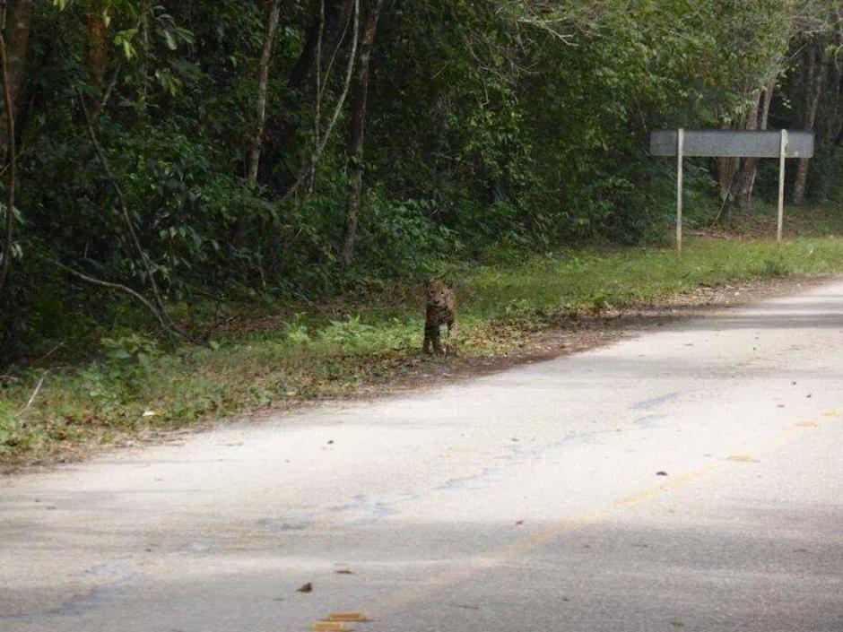 El jaguar fue visto caminando por una transitada carretera que conduce a Tikal, Pet&eacute;n. (Foto: Facebook Peteneros)&nbsp;