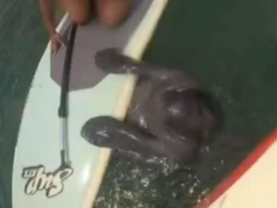El manat&iacute; se acerc&oacute; a saludar de manera tierna a una surfista. (Imagen: captura de pantalla)