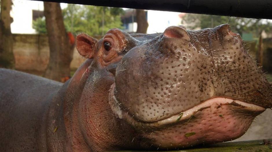 Las autoridades realizaron la necropsia que arroj&oacute; dichos resultados. (Foto: El Salvador.com)