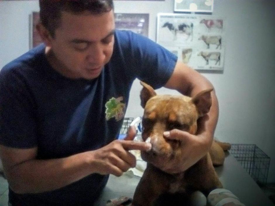 El perro fue atendido por un veterinario quien le presta el tratamiento para sus heridas. (Foto: BMD Monjas, Jalapa) 
