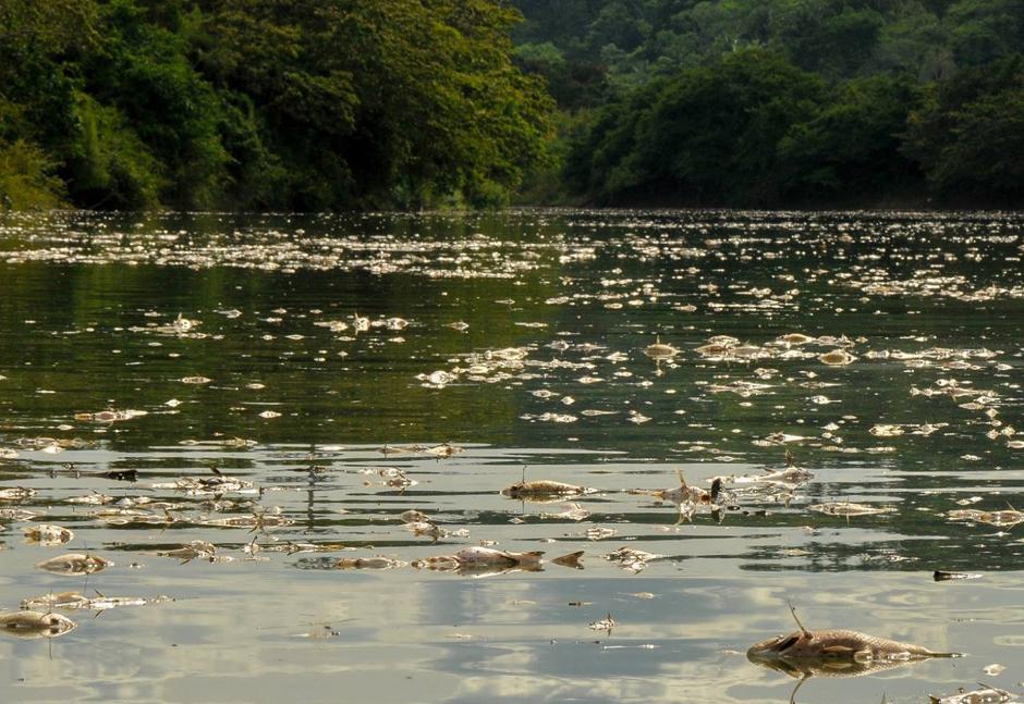 Las muertes de peces en el río La Pasión se han registrado desde la última semana de abril. (Foto El Informante Petenero/Soy502)