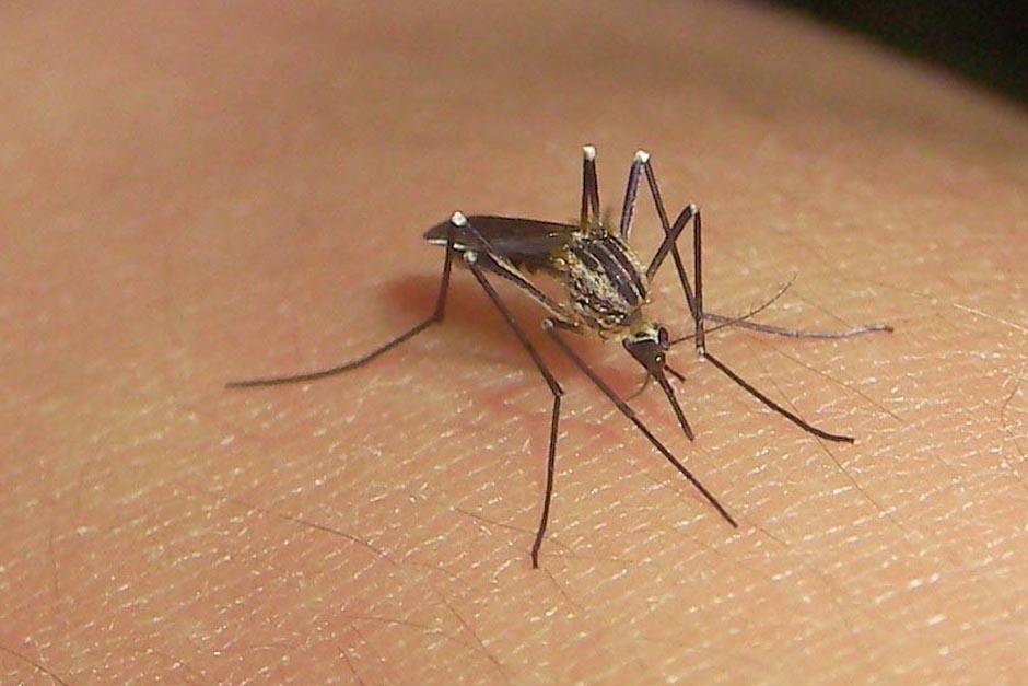 &nbsp; Para dentro de 6 a&ntilde;os se busca reducir en un 50 % la taza de mortalidad del dengue. (Foto: terra.com.pe)