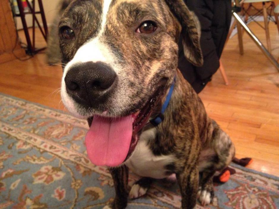 Tigger es una mezcla de labrador con pit-bull.&nbsp;