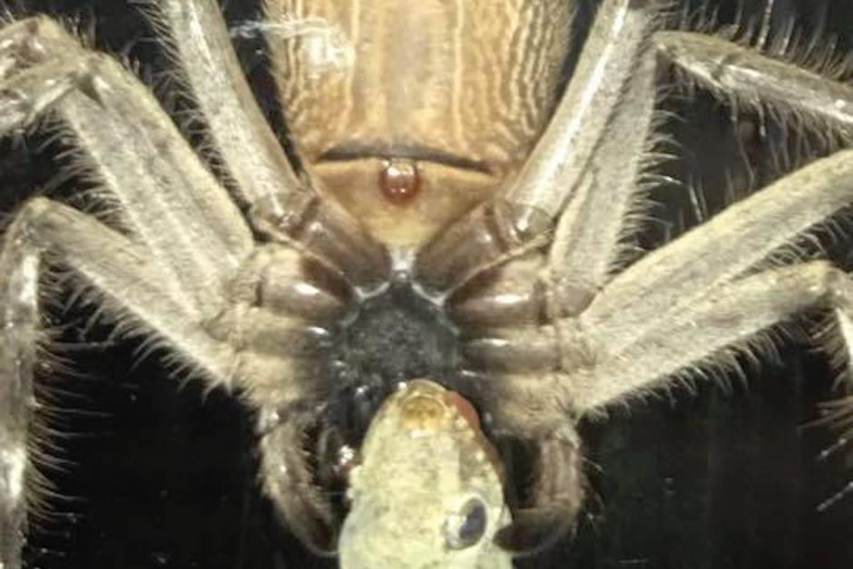 Una ara&ntilde;a gigante se come a un geco. (Foto: Actualidad RT )