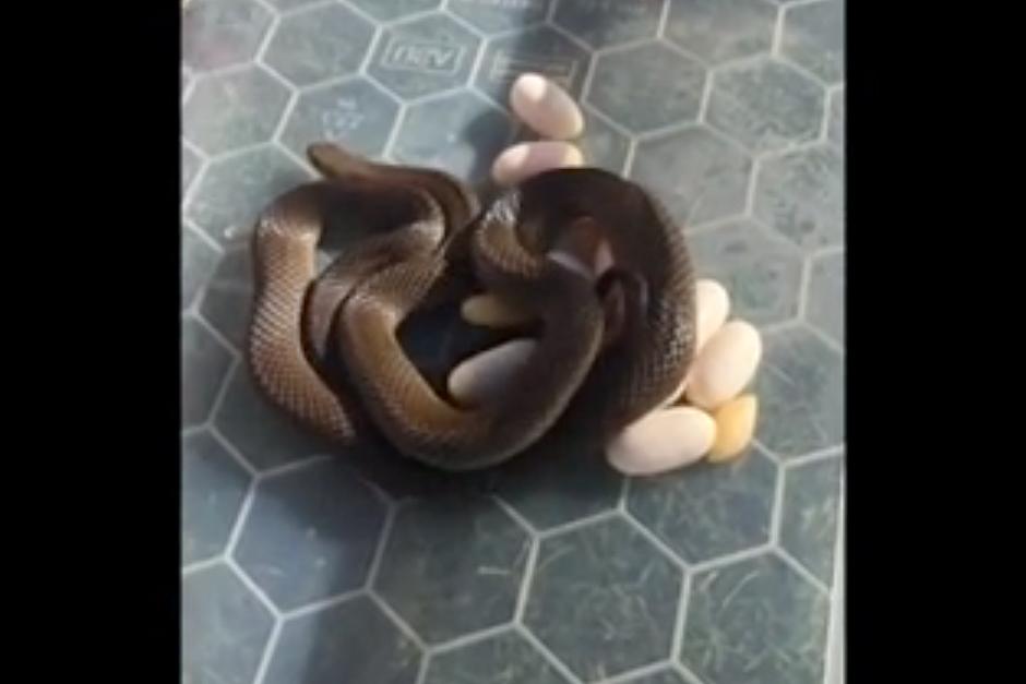A las pocas horas de ser capturada en una casa de Australia, una serpiente puso 15 huevos.
