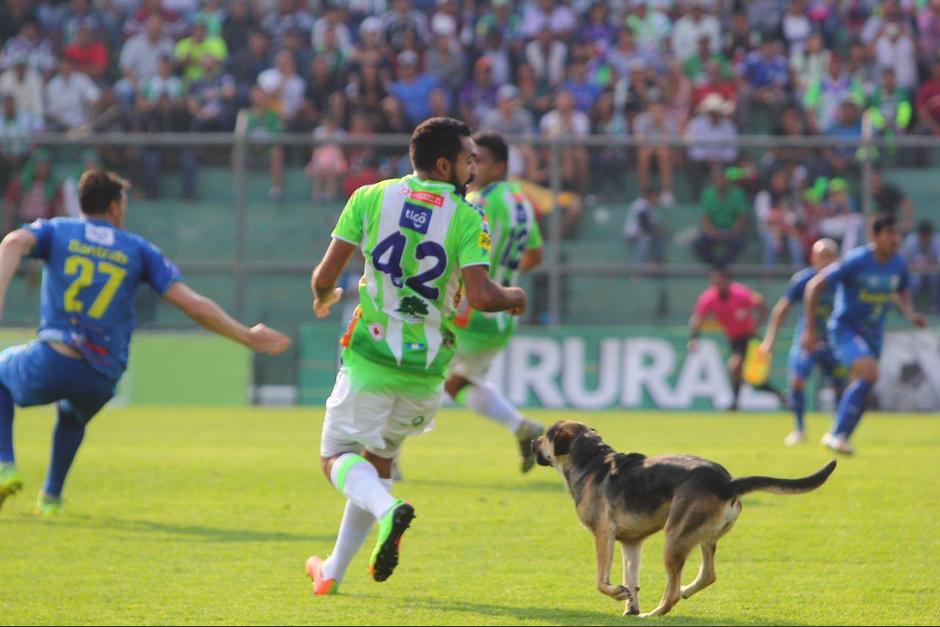 El perro trat&oacute; de acercase a Hugo Acosta, jugador de Antigua. (Foto: Antigua GFC)