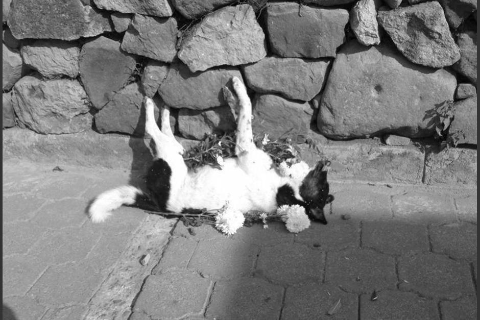 Los perritos de los habitantes de San Marcos la Laguna est&aacute;n siendo envenenados. (Foto: facebook)