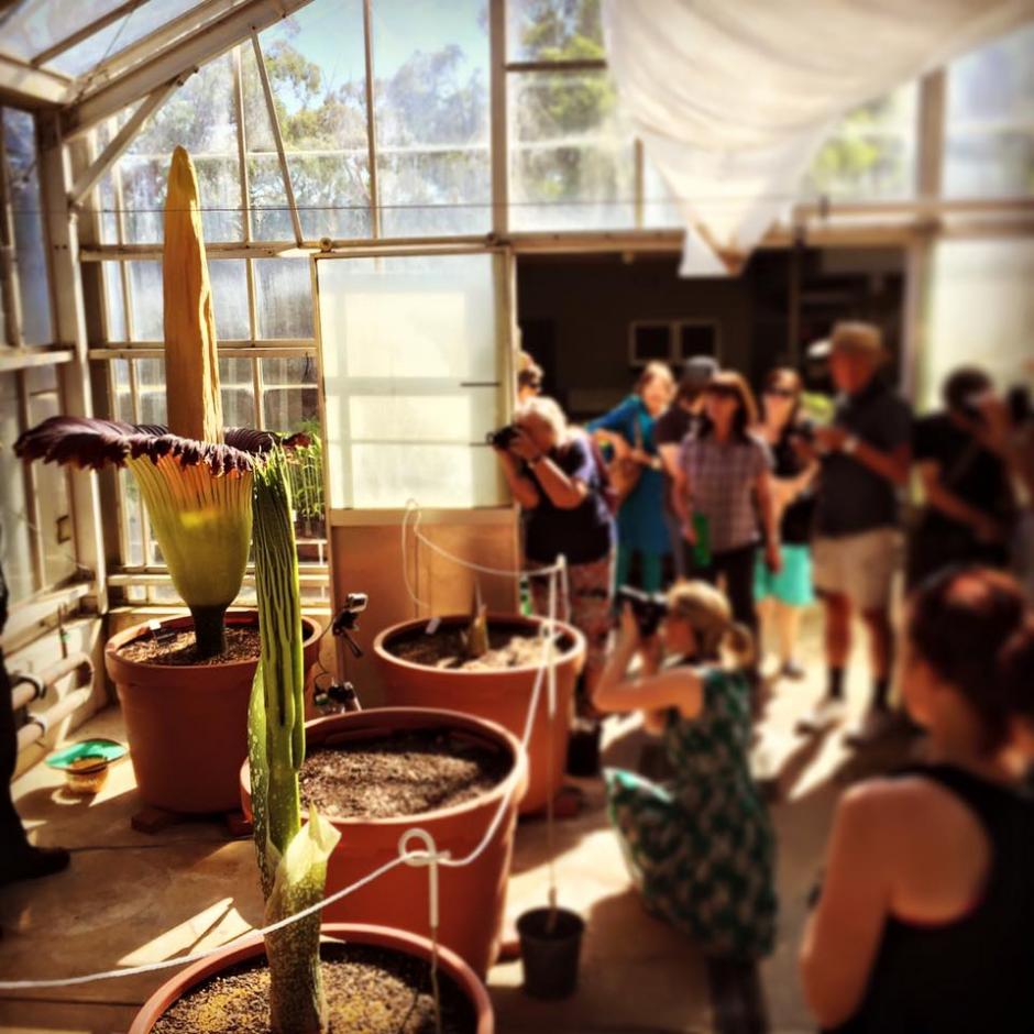 Miles de ciudadanos de la ciudad de Adelaida en Australia hicieron una larga fila para poder apreciar en su m&aacute;ximo esplendor a la "flor cad&aacute;ver" que tiene como peculiaridad, expeler un olor a putrefacto durante 48 horas. (Foto: Botanic Gardens of South Australia)&nbsp;