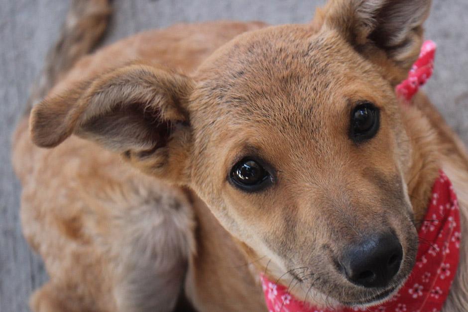 Los perros de tallas medianas y grandes fueron llevados a la feria de adopci&oacute;n con la esperanza &nbsp;de ser adoptados. (Foto: Jos&eacute; D&aacute;vila/Soy502)