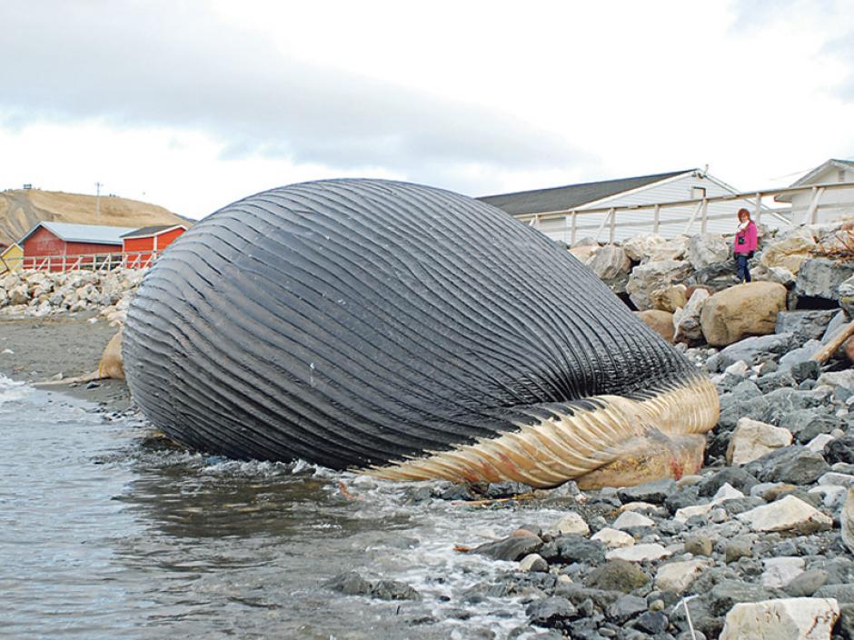 Una vista del inmenso cad&aacute;ver de ballena azul que encall&oacute; en la playa de River Trout en Canad&aacute;. Los cient&iacute;ficos advierten que hay riesgos sanitarios. (Foto: The Telegram/Mark Tsang).
