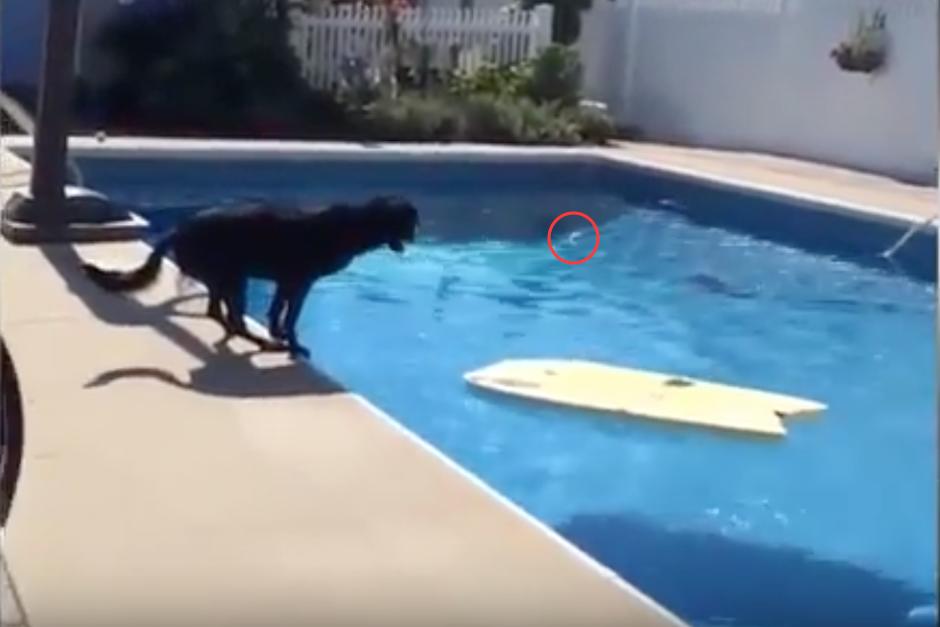 Tim observa la pelota que se encuentra del otro lado de la piscina. (Imagen: captura de pantalla)