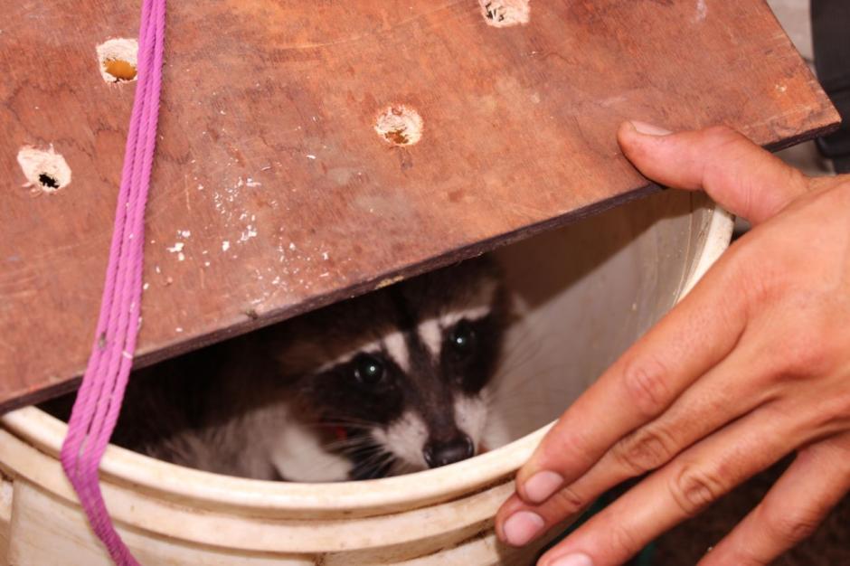 Este es el mapache que fue encontrado en la Granja Penal Canad&aacute;. (Foto: PNC)