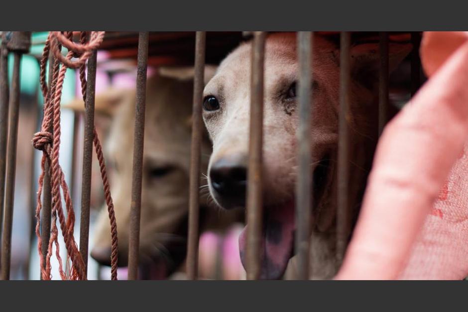 La decisi&oacute;n fue bien recibida por muchos sectores del pa&iacute;s as&iacute;atico. (Foto: Conectica)