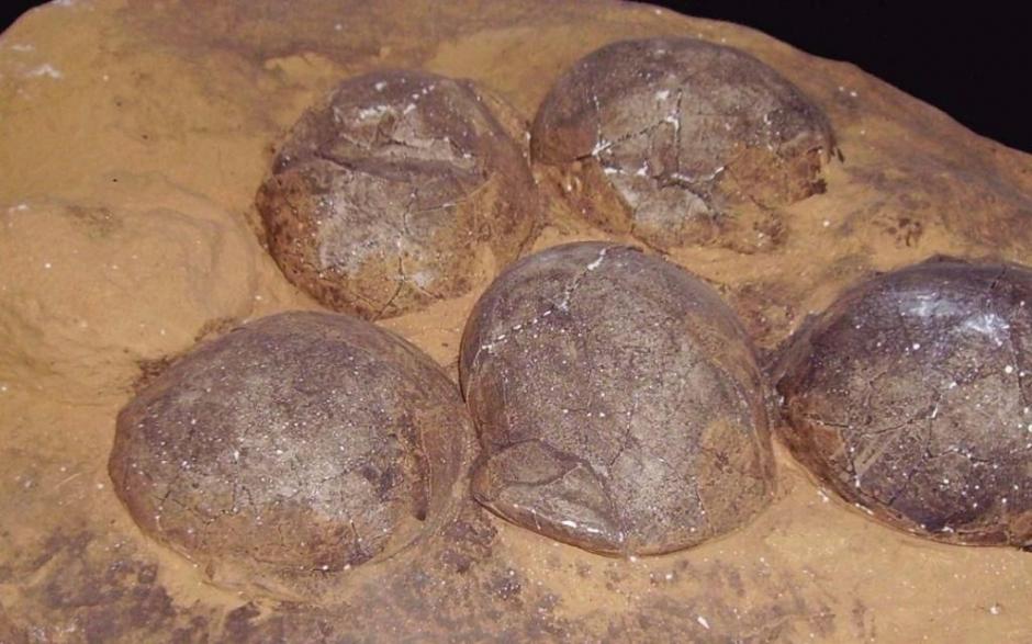 Los huevos fueron encontrados por un productor de ovejas. (Foto:&nbsp;www.eldia.com)