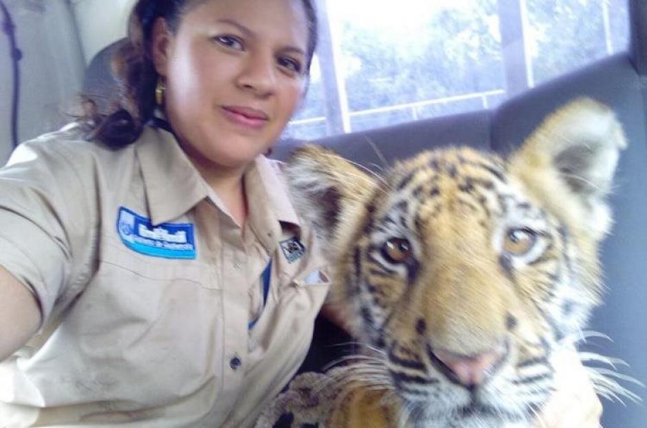 El tigre siberiano es un cachorro macho de seis meses que ten&iacute;a sus patas lastimadas al momento de encontrarlo. (Foto: Conap)