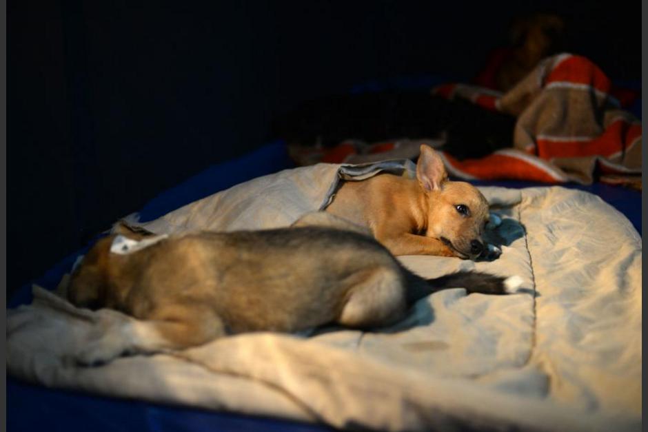 El mensaje sobre el sacrificio de 136 perros es falso. (Foto: archivo/Soy502)&nbsp;