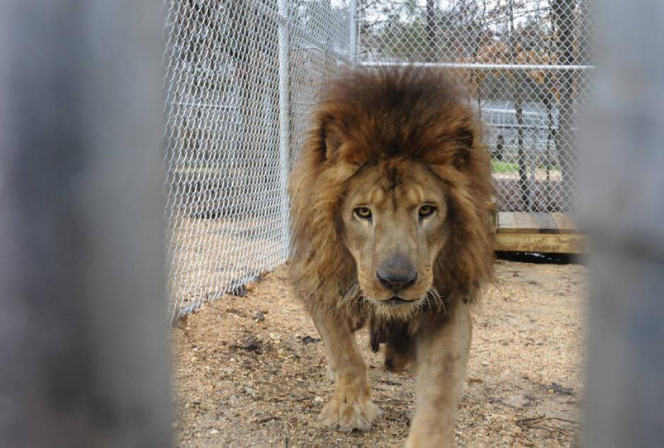 El león será recordado por su entrega y amor tras ser rescatado en Guatemala. (Foto: Times Free Press)