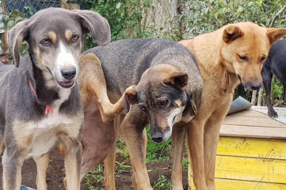 Estos animales ayudan a las personas a ser mejores. (Foto: cortes&iacute;a)