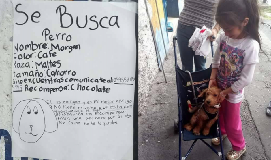 Ni&ntilde;a pierde a su peque&ntilde;o perro y hace sus propios anuncios para encontrarlo. (Foto: Protectora de Animales M&eacute;xico)
