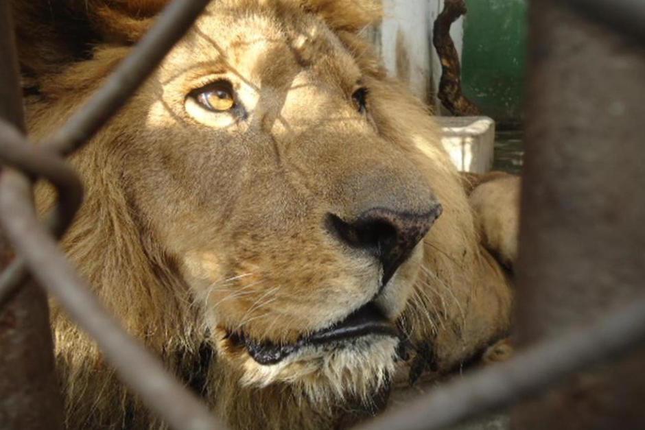 Esta es la historia del primer le&oacute;n rescatado de Guatemala, Kazuma. (Foto: cortes&iacute;a/Paz Animal Guatemala)&nbsp;&nbsp;