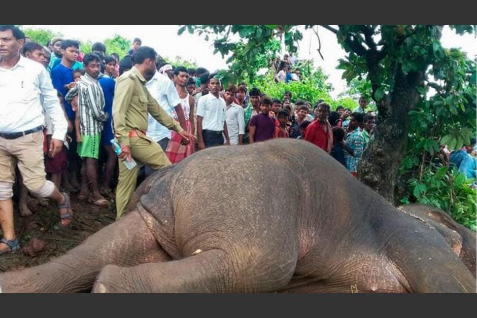 En India recurrieron a su mejor cazador. (Foto: AFP)&nbsp;
