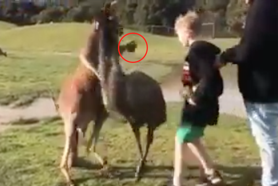 El canguro prepara su pu&ntilde;o para golpear al peque&ntilde;o que buscaba acariciar al animal. (Imagen: captura de pantalla)