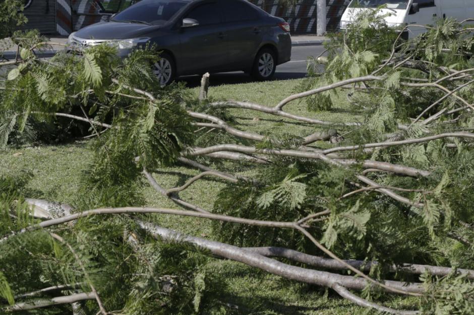 Según las autoridades, uno de los arrestados dijo que cortaron los árboles para leña. (Foto: Alejandro Balán/Soy502)