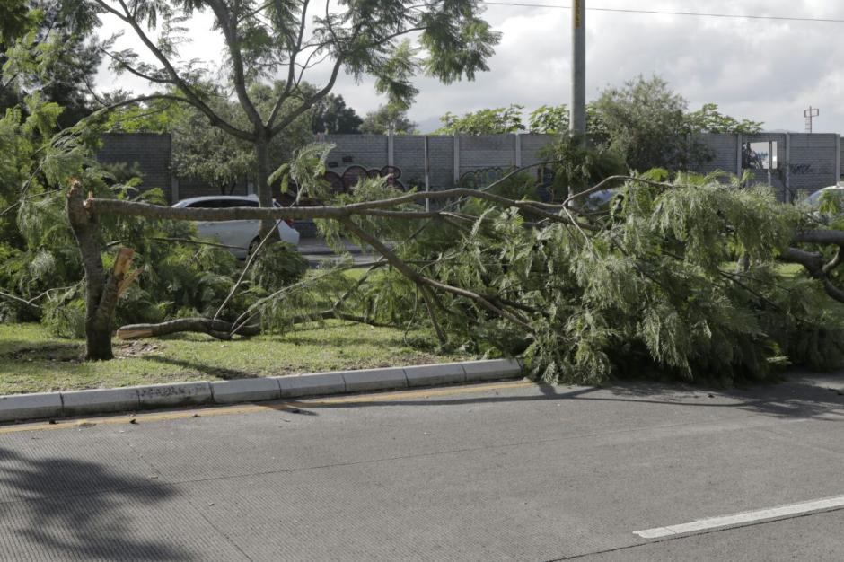 La Municipalidad ha detectado siete puntos cr&iacute;ticos donde ocurre tala de &aacute;rboles. (Foto: Alejandro Bal&aacute;n/Soy502)