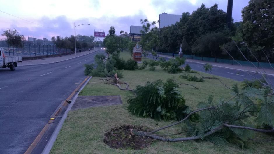 El paso en el bulevar Juan Pablo II es complicado debido a las ramas que obstruyen el paso. (Foto: Municipalidad de Guatemala) 