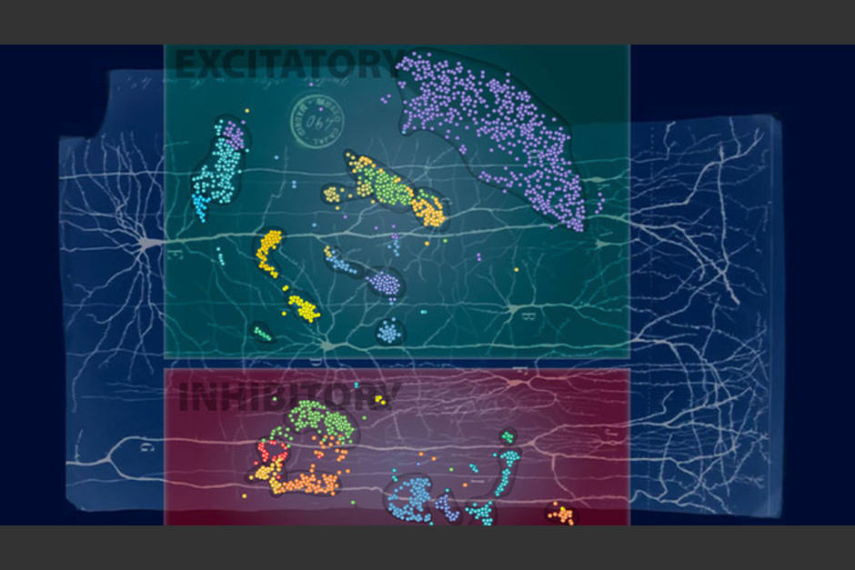 Una nueva investigaci&oacute;n permiti&oacute; clasificar a las neuronas en subtipos, identificar nuevas, y crear mapas cerebrales basados en la expresi&oacute;n g&eacute;nica de cada c&eacute;lula. (Foto: RT)