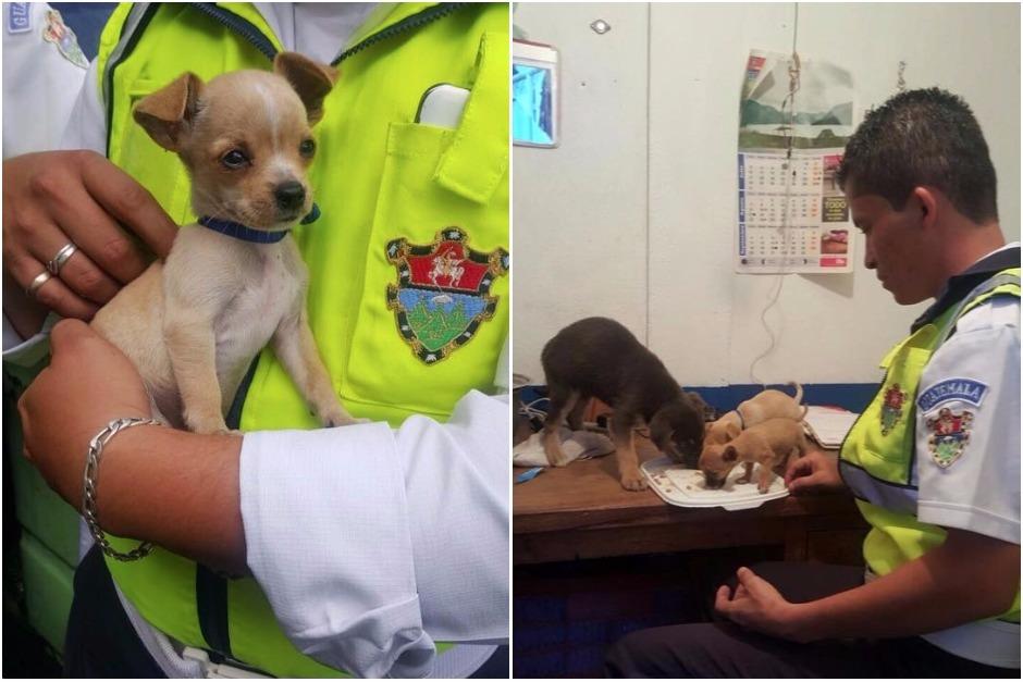 Los perritos ser&aacute;n trasladados al Albergue Municipal tras el rescate de la venta ilegal de mascotas. (Foto: Municipalidad de Guatemala)