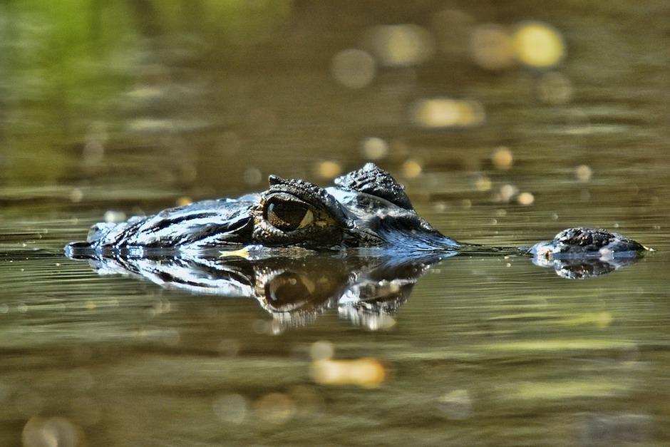 Si el nivel del agua sigue en aumento, existe el riesgo de que m&aacute;s de 300 reptiles escapen e invadan una regi&oacute;n de Texas. (Imagen con fines ilustrativos/Pixabay)