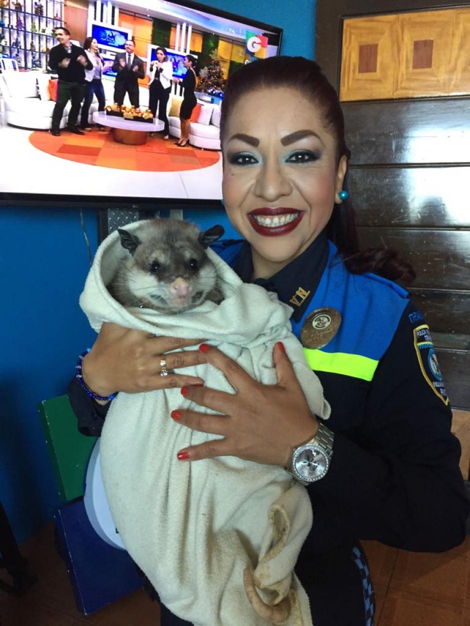 Esta es la raz&oacute;n por la que Dalia Santos de la PMT de Villa Nueva aparece en una fotograf&iacute;a con una zarig&uuml;eya. (Foto: AMA)