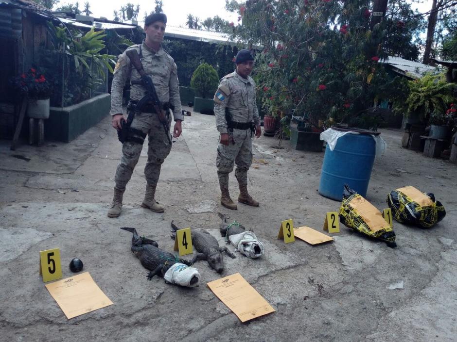 Estos son los animales que encontraron durante el allanamiento. (Foto: PNC)