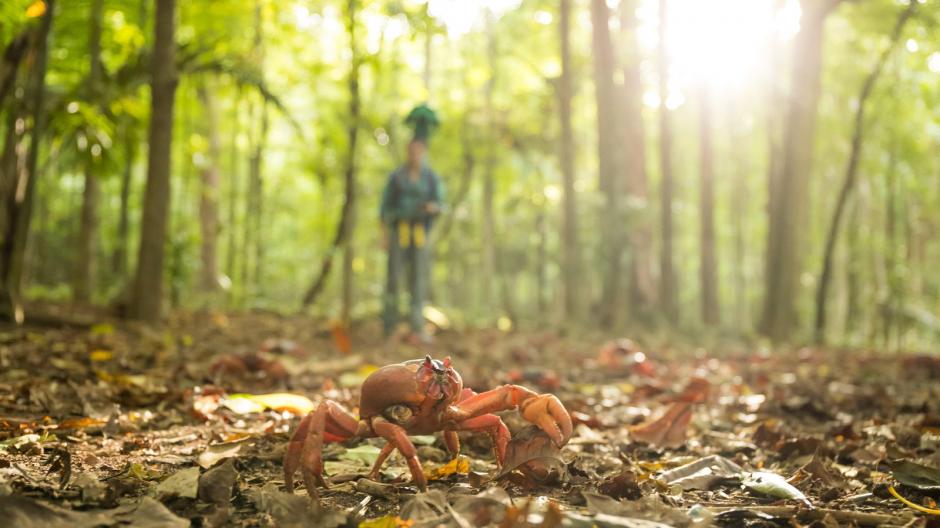 Millones de cangrejos migran a trav&eacute;s de Isla de Navidad, en Australia. (Foto: cnet)