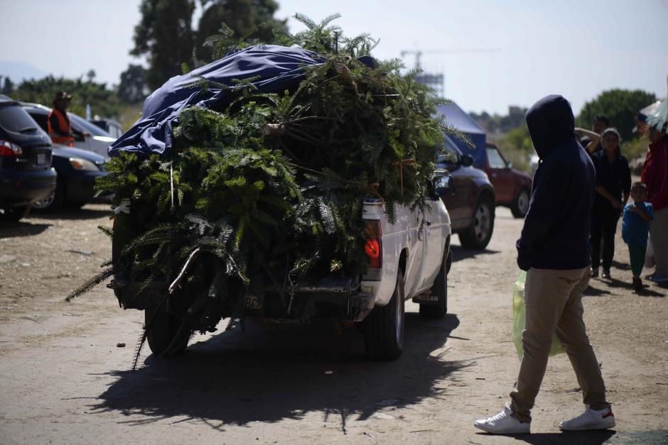 Guatemaltecos se arriesgan a comprar &aacute;rboles no certificados. (Foto: Wilder L&oacute;pez/Soy502) 