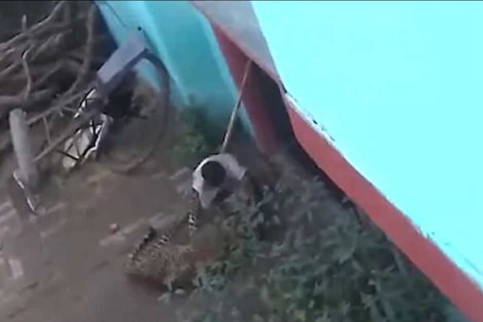 El hombre logr&oacute; salvar su vida al enfrentarse con un palo contra el animal. (Imagen: captura de pantalla)