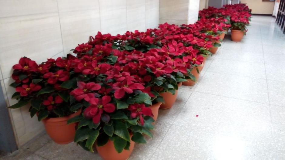 Algunas de las pascuas que fueron adquiridas este a&ntilde;o para adornar el Palacio de Justicia. (Foto: Soy502)