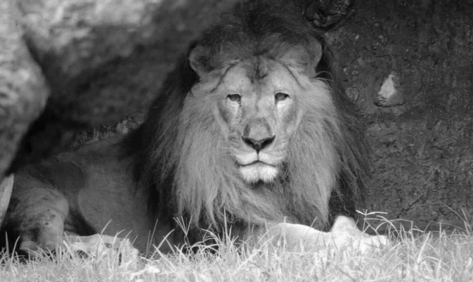 Leono falleci&oacute; el mi&eacute;rcoles 13 de diciembre. (Foto: Claudia &Aacute;lvarez/Facebook)