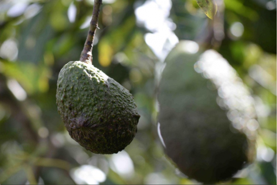 Los aguacates de Otto P&eacute;rez Molina no se lograron subastar en 2016. (Foto: Archivo/Soy502)