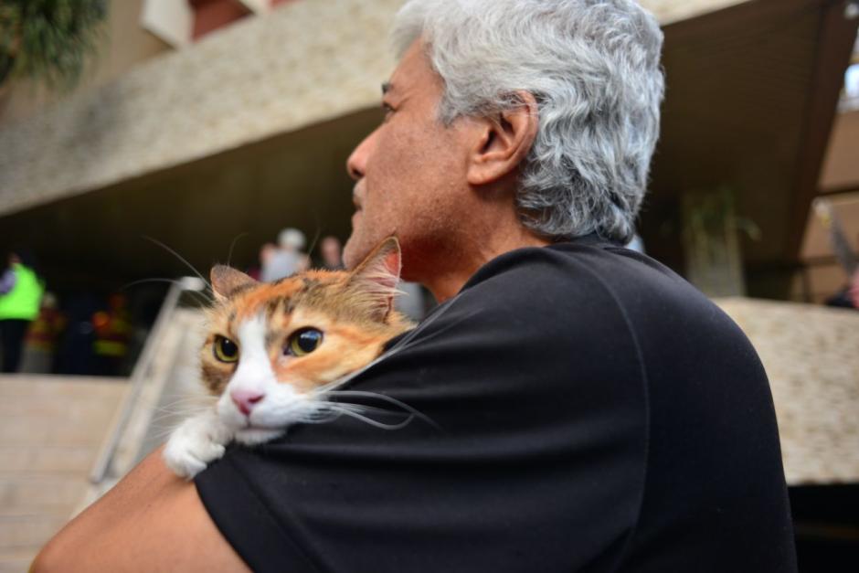 Una gatita llamada Monina Aycinena fue rescatada de un incendio. (Foto: Jes&uacute;s Alfonso/Soy502)
