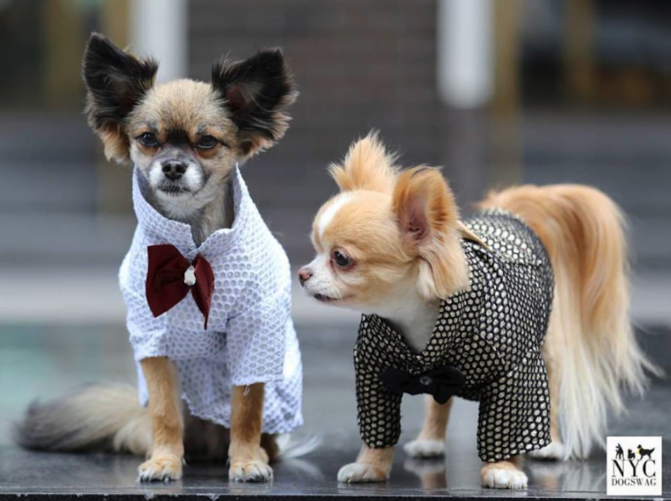 Juanita Esparza dise&ntilde;a alta costura para perritos. (Foto: Yeyush y Renzo)&nbsp;