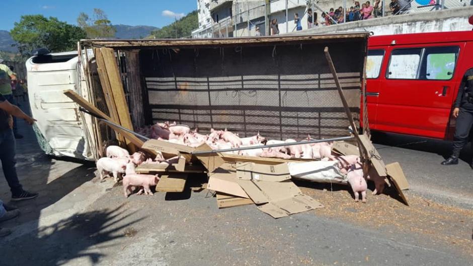 Los cerditos quedaron tendidos sobre la cinta asf&aacute;ltica, pero fueron ayudados por los curiosos. (Foto: Notiprensa Sacatep&eacute;quez)