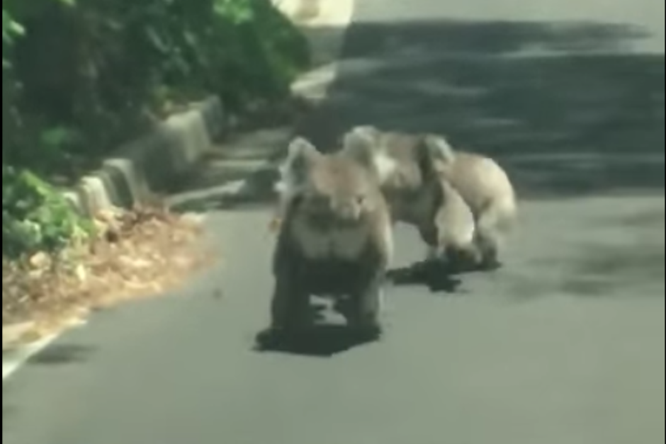 Los conductores de una carretera de Australia grabaron la inusual escena entre los marsupiales. (Imagen: captura de video)