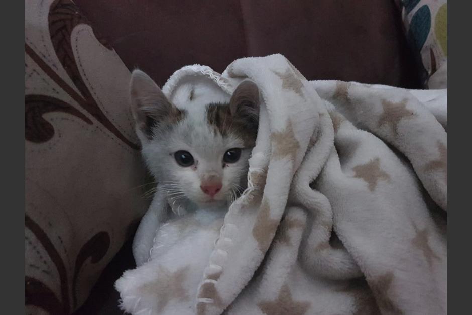 El felino ya duerme en un hogar consentido entre cobijas. (Foto: Captura Facebook) 