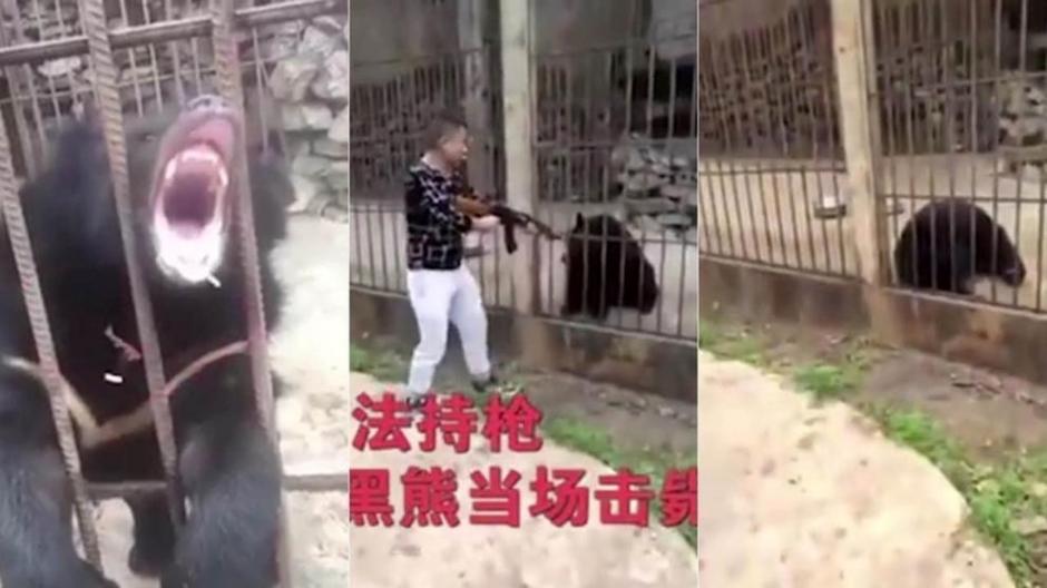 Las im&aacute;genes del momento en que es sacrificado el oso son impactantes. (Foto: La Vanguardia)