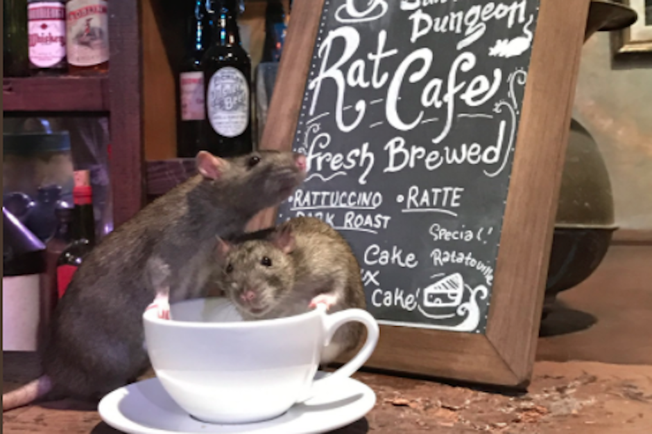 En este restaurante, los comensales podr&aacute;n disfrutar de la compan&iacute;a de un grupo de ratas mientras desayunan. (Foto: Twitter/@TheSFDungeon)